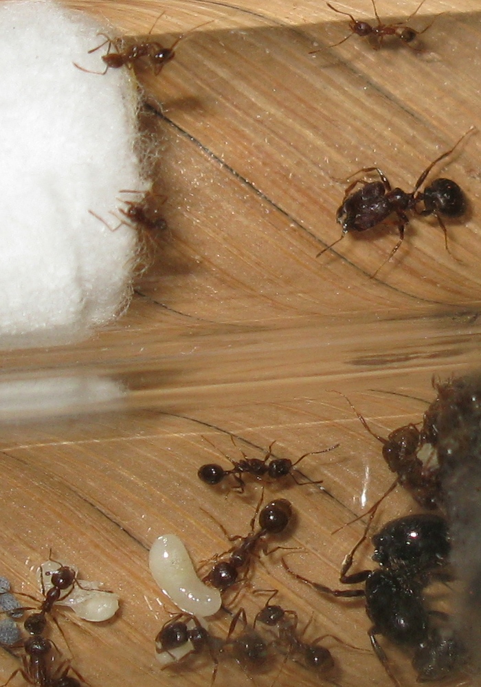 Pheidole yeensis